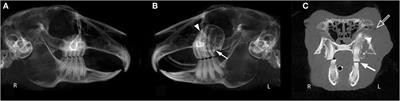 Clinical Application of Cone Beam Computed Tomography of the Rabbit Head: Part 2—Dental Disease